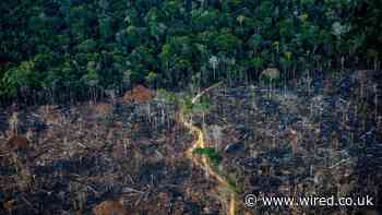 This Is What It Will Take to End Deforestation by 2030