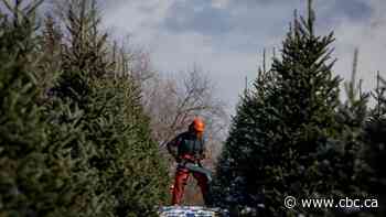 What it takes to get Christmas trees to a retailer near you