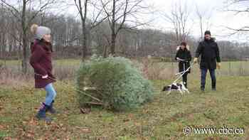 Welcome to the new tradition of Christmas tree shortages