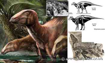 Remains of up to 11 dinosaurs are uncovered in Italy