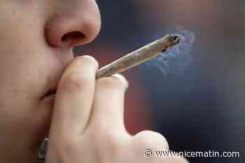 Le cannabis demeure la drogue la plus consommée en France, selon une étude