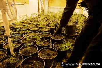 36-jarige Maasmechelaar riskeert 7 jaar cel voor leiden van 10 plantages met 6.500 planten