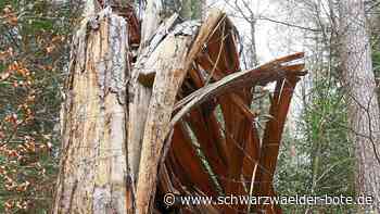 Vorbild Nationalpark: Gechingen richtet Bannwälder für den Artenschutz ein