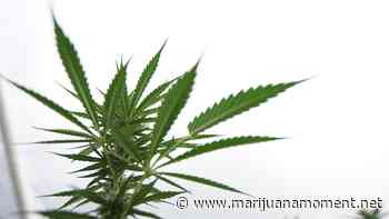 Bipartisan Lawmakers Push VA To Allow Medical Marijuana Access For Veterans 'As Soon As Possible' - Marijuana Moment