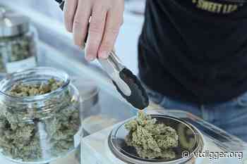 Vermont Medical Society urges banning sale of cannabis with more than 15% THC - vtdigger.org