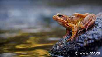 Aging accelerates for frogs and toads in warmer climates, study finds