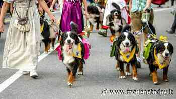 Maranello Choco e sfilata dei cani bovari, un weekend di festa - ModenaToday