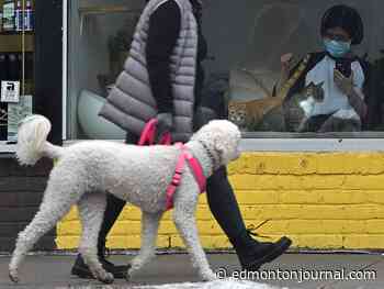 COVID-19 live updates: Air travellers to U.S will soon require test within last 24 hours; Active cases up by 74, hospitalizations continue to decline; Expanded booster shot eligibility