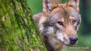 Mindestens 403 erwachsene Tiere: Zahl der Wolfsrudel steigt weiter