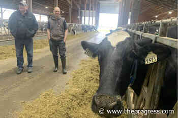 Evacuated Abbotsford dairy cows find a home on Chilliwack farm – Chilliwack Progress - Chilliwack Progress