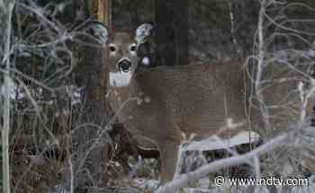 Canada Confirms First Cases Of Coronavirus In Wildlife - NDTV