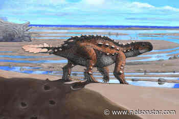 New dinosaur species from Chile had a unique slashing tail - Nelson Star