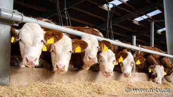 Tierquälerei in Bayern: Landwirt lässt 171 Rinder qualvoll verhungern