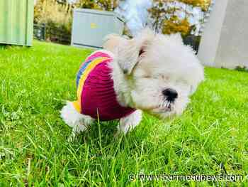 East Renfrewshire: Bright future for rescued shih tzu Penny - Barrhead News