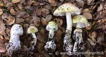 Manduria: avvelenamento da funghi, ottantaduenne sotto osservazione - Corriere di Taranto
