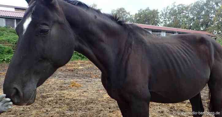 27 Pferde beschlagnahmt: Tierwohl missachtet