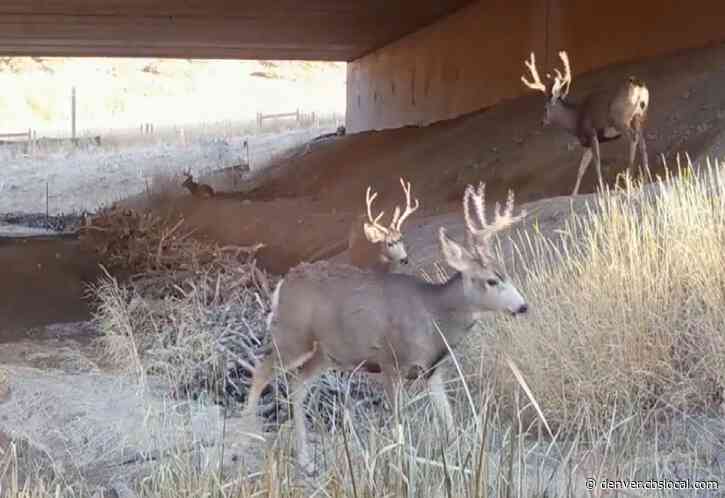 Animals Are Using The Wildlife Underpass Installed In Conjunction With The I-25 South Gap Project