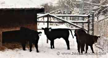 How to deal with cold or frozen calves