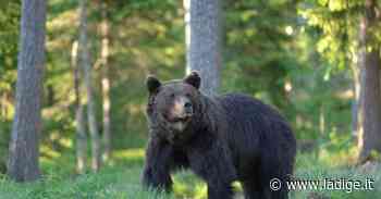 L'Ispra dà ragione alla Provincia: l'orso M57 è ancora pericoloso e non va liberato. Ma L'Oipa non ci sta: aveva solo reagito a una provocazione nel proprio habitat - l'Adige - Quotidiano indipendente del Trentino Alto Adige