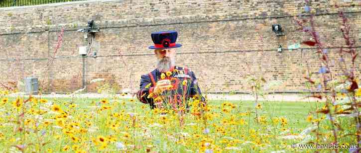 Tower of London moat to be filled with flowers next year