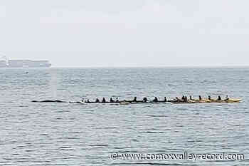 'Experience of a lifetime:' Career oceanographer's humpback sighting off Victoria – Comox Valley Record - Comox Valley Record