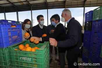 Presupuestos: Egea asegura que Sánchez prioriza «el juego del calamar en catalán» a la naranja valenciana - okdiario.com