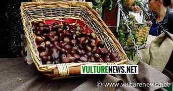 Melfi, allarme castagne: chiesti sostegni per il prodotto di eccellenza della nostra area - vulturenews.net