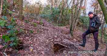 Das en Boom: hond klem in dassenburcht? Gewoon laten zitten - De Gelderlander