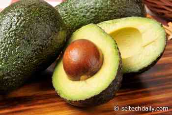 New Research Finds Eating Lots of Avocados Has Public Health Benefits for Issues Like Obesity