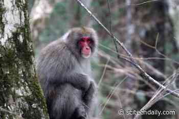 Snow Monkeys Living in One of the World’s Coldest Regions Go Fishing To Survive Harsh Winters