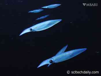 Acoustic Tools Reveal Food Paradox Answer – Shows How Ocean Life Survives