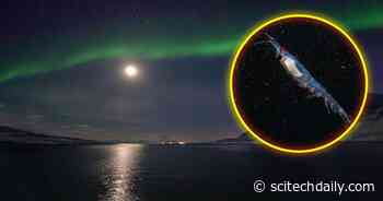 Rhythms of the Krill: Exploring Response to Visual Changes During Arctic Night