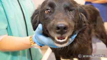 Illegaler Tiertransport: Sechs Hunde auf A8 bei Ulm beschlagnahmt - SWR