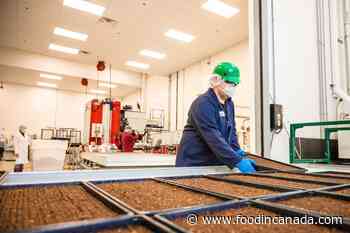 GoodLeaf builds a new vertical farm in Calgary - food in canada