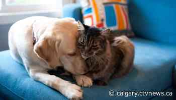 Most popular dog and cat names in Calgary for 2021 - CTV News Calgary