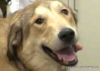 Calgary seniors communities should be more pet friendly says researcher - CTV News Calgary