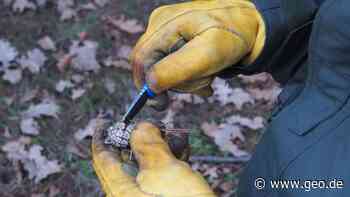 Was man im Winter im Wald essen kann - GEO.de