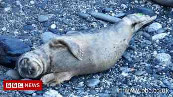 Cornwall site key for released seals, research finds - BBC News