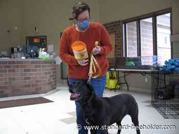 Tar Heel State's 'Bennie' an iAdopt hopeful at Cornwall shelter - Standard Freeholder