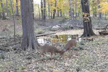 Watch 2 young white-tail bucks playfully spar in trail cam video - Bangor Daily News