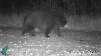 Very fat bear spotted on trail cam in northern Minnesota - FOX 9