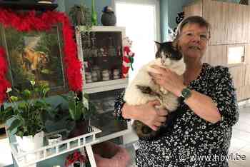 Poes Twenty wordt acht (!) jaar na verdwijning teruggevonden in Tessenderlo - Het Belang van Limburg