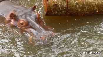 En Doradal y Puerto Boyacá trafican hipopótamos - Hora 13 Noticias