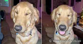 Golden retriever 'always smiles' with goofy grin when she knows she's in trouble - Daily Star
