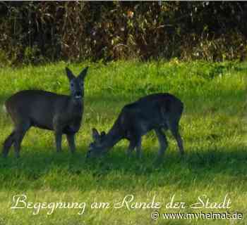Auch die Rehe genießen die wenigen Sonnenstrahlen ! - Lutherstadt Wittenberg - myheimat.de