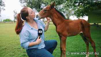 'A great way to start 2022': ABC to employ over 50 regional journalists after Facebook, Google deal