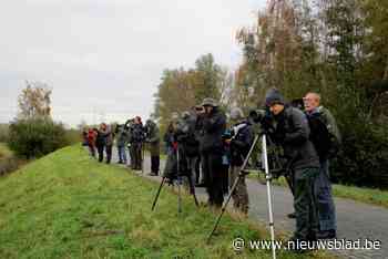Zeldzame wilde zwaan gespot op Noordelijk eiland Wintam