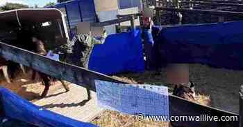 Dartmoor ponies 'kicked and pushed' in shocking footage from annual sale - Cornwall Live