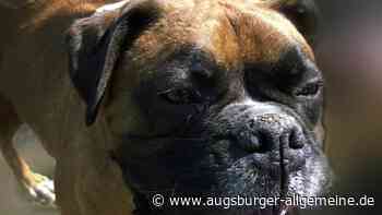 Frau von Hund gebissen: Polizei ermittelt gegen 69-Jährigen