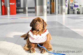 Therapy dogs help put passengers at ease at Austin Straubel Airport - The Press-Times